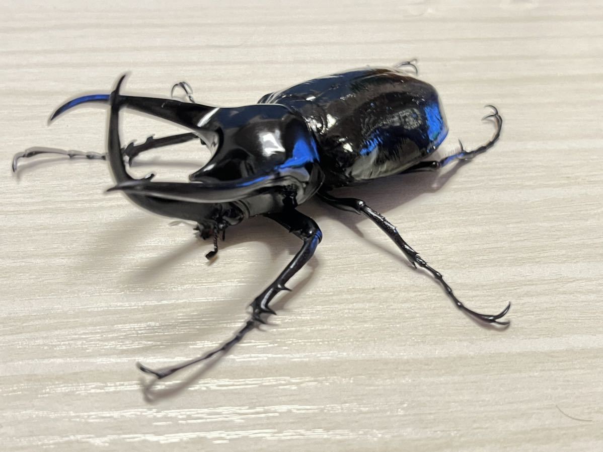 コーカサス最大亜種!スマトラコーカサスオオカブト オス104ミリ コーカサス最大亜種!スマトラコーカサスオオカブト オス104ミリ