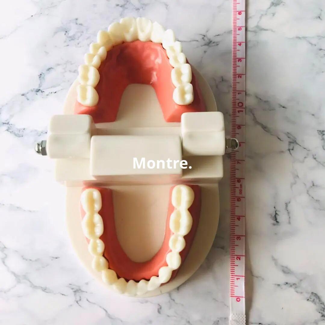 最大90%OFFクーポン 歯の模型 歯磨きの練習 知育 知育玩具
