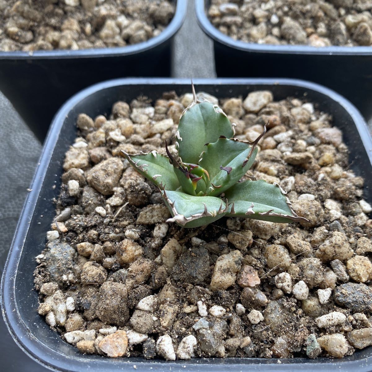 多肉植物 アガベ チタノタ 狂刺夕映 覆輪斑 極上子株 2株同梱 発根済-