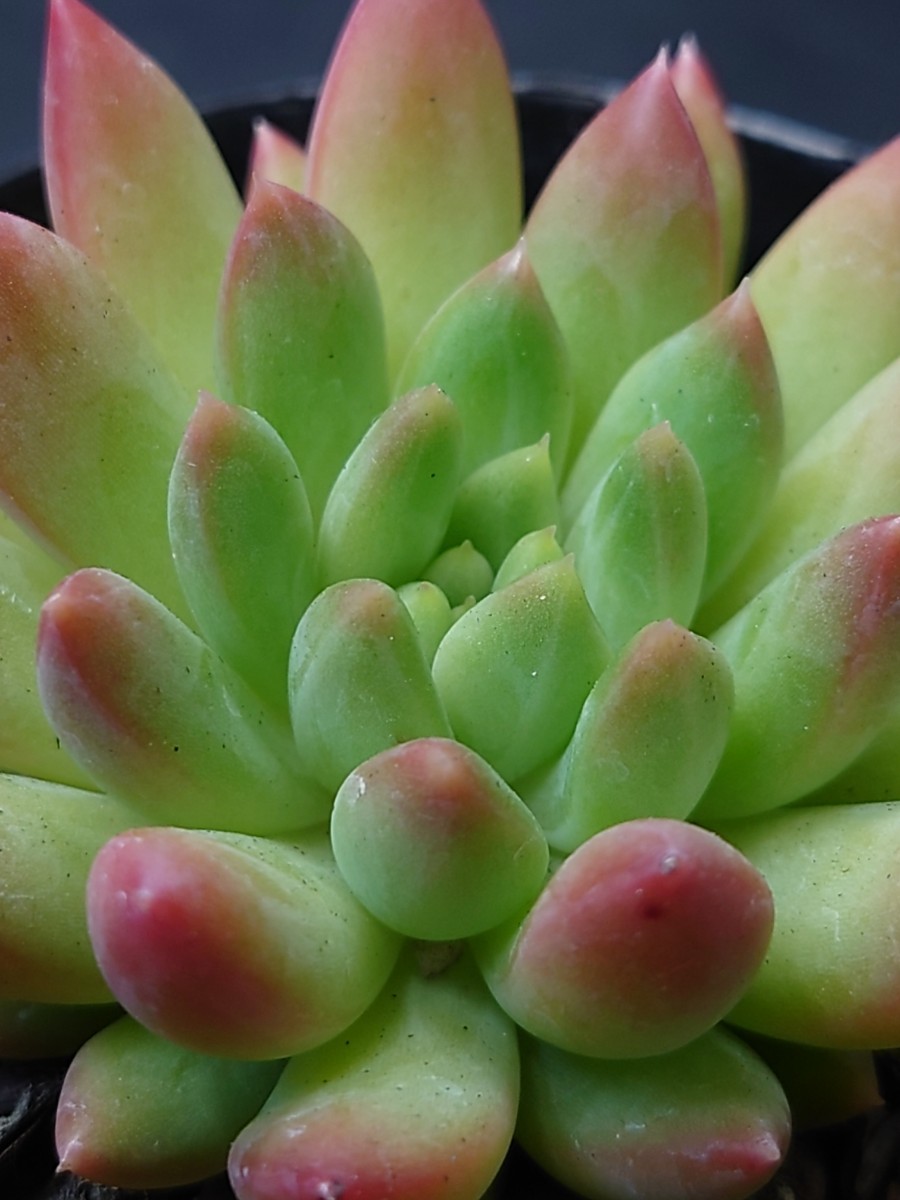 多肉植物 韓国苗 マジックトゥインクル|Yahoo!フリマ(旧PayPay 多肉植物 韓国苗 マジックトゥインクル|Yahoo!フリマ(旧PayPay