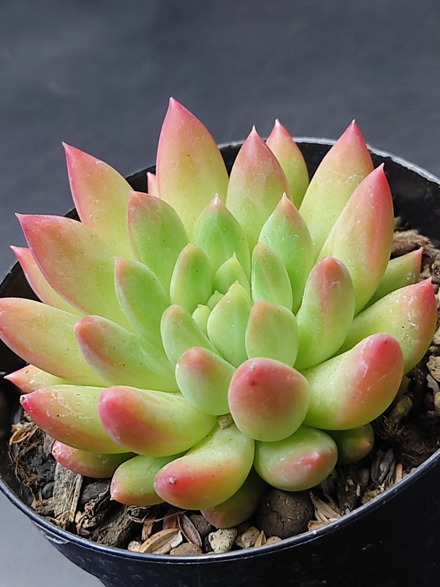 多肉植物 韓国苗 マジックトゥインクル|Yahoo!フリマ(旧PayPay 多肉植物 韓国苗 マジックトゥインクル|Yahoo!フリマ(旧PayPay