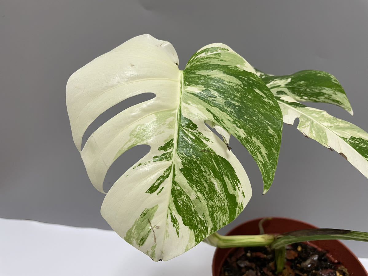 monstera albo borsigiana variegata 白斑モンステラ アルボ