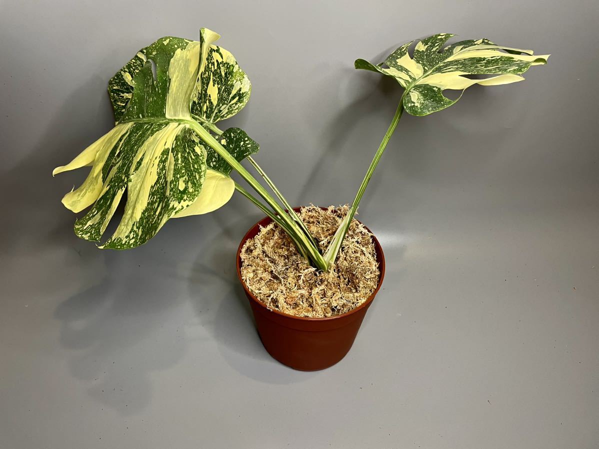 Yahoo!オークション - Monstera Deliciosa Creme Brulee Yahoo!オークション - Monstera Deliciosa Creme Brulee