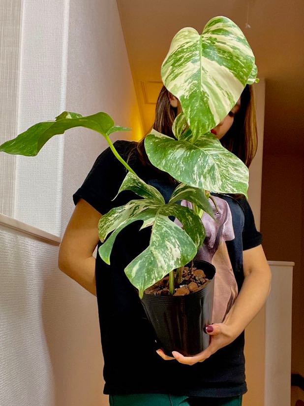 MONSTERA ALBO BORSIGIANA VARIEGATA 白斑モンステラ アルボ