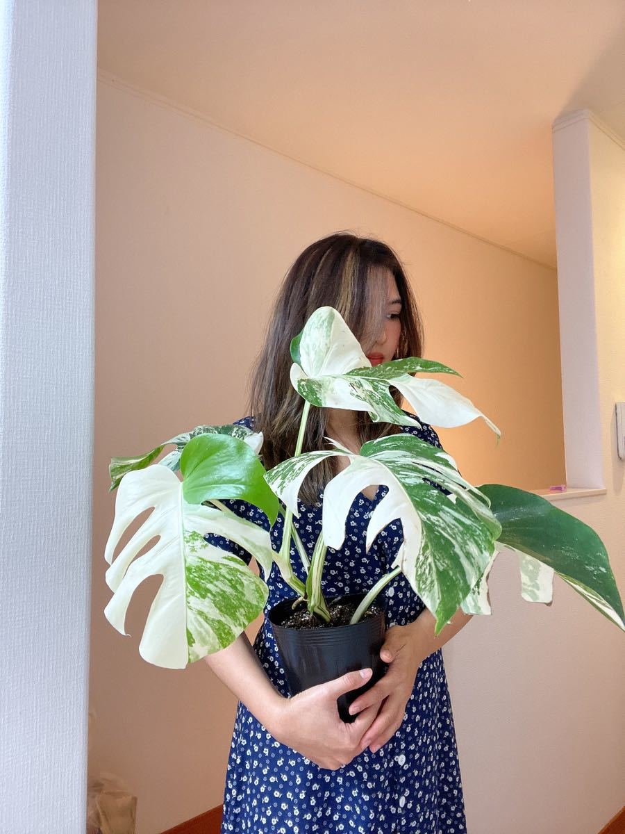 monstera albo borsigiana variegata 白斑モンステラ アルボ