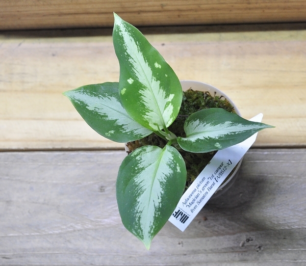 アグラオネマ ピクタム 魔法緑 Aglaonema pictum マジシャンズグリーン