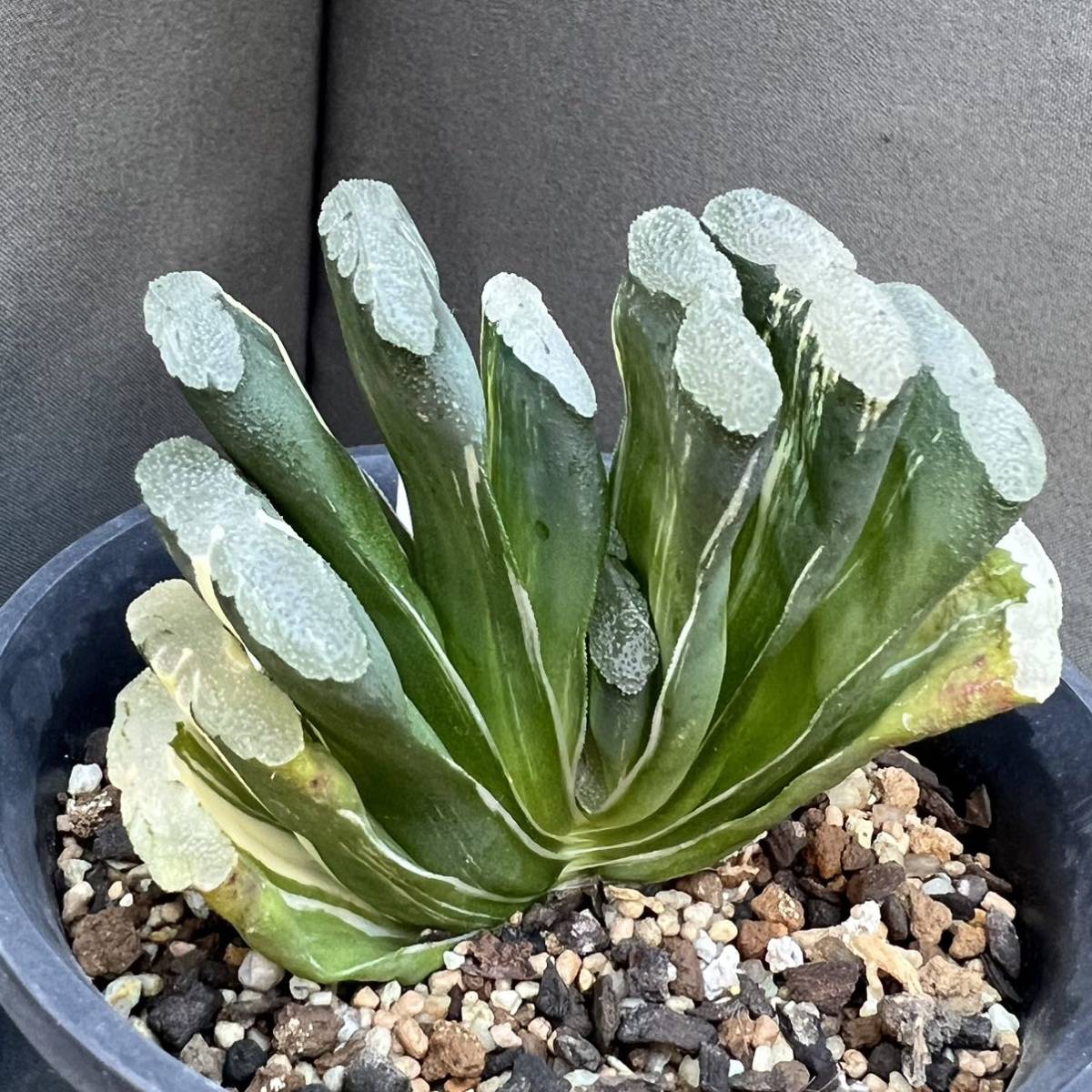 ハンドメイ 多肉植物 ハオルチア 玉扇 Bの通販 By 杏子 S Shop ラクマ させていた Mcmc Gr