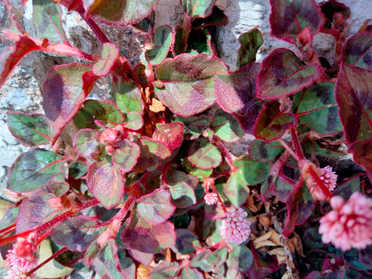 かわいい＊ヒメツルソバ＊花期が長く　とっても丈夫!秋には紅葉も楽しめます。グランドカバーにピッタリ！保湿の上段ボールの発送！
