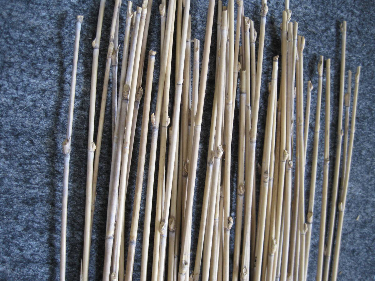 szdakeC 50ps.@ Kouya bamboo arrow bamboo is not .. less length approximately 120~132cm thickness origin diameter approximately 6.0~7.0mm