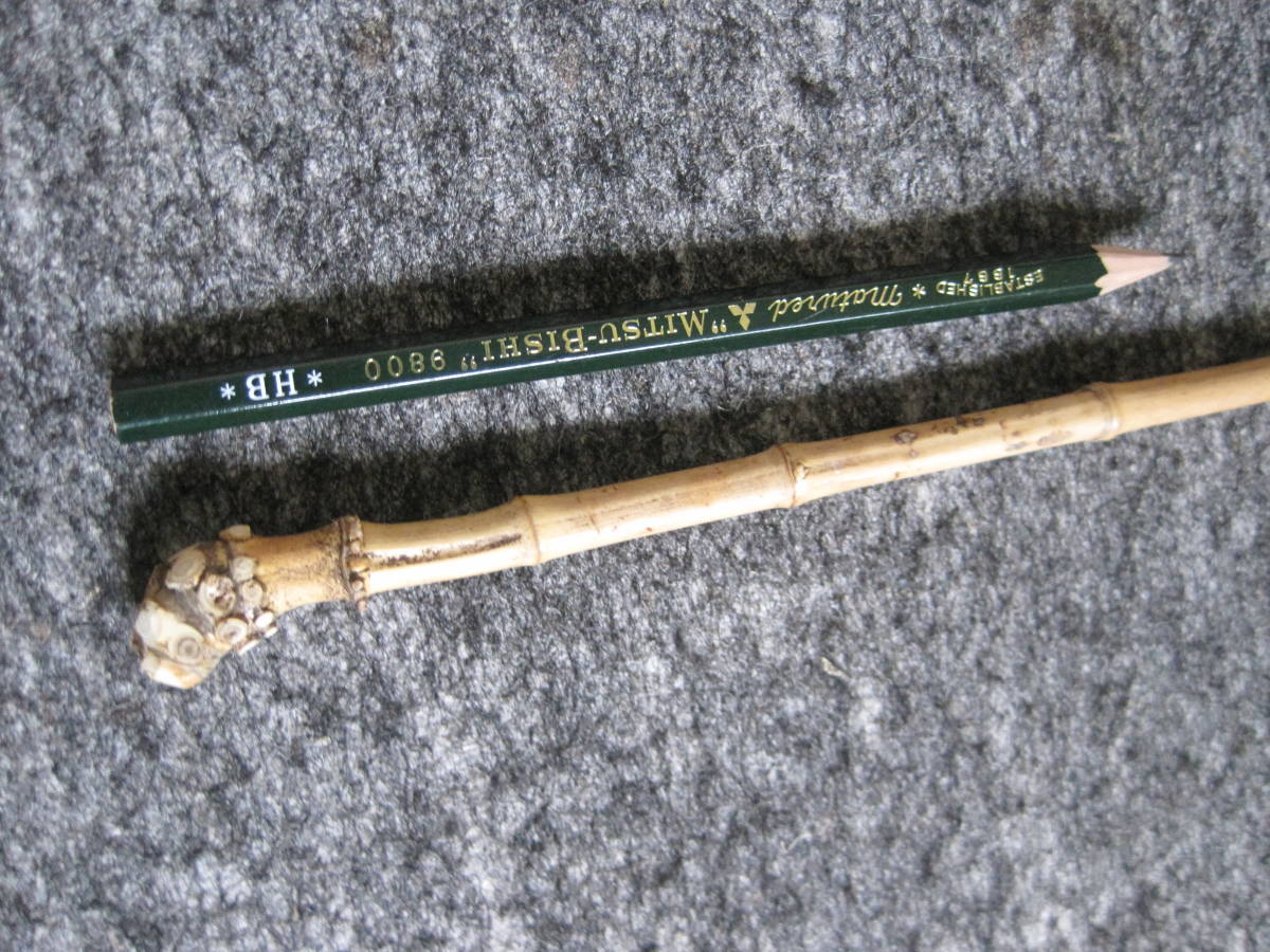 淡竹 根 J １本 布袋竹ではありません 釣具素材 長さ約３５cｍ 太さ元径約７．５ｍｍの画像3