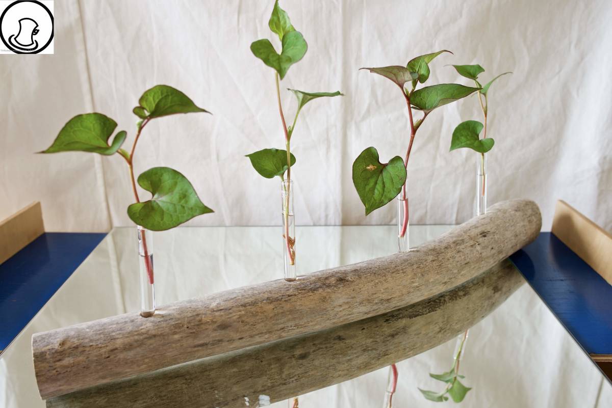 SEASIDEinterior* driftwood . work .. flower length &#34;DRIFTWOOD CENTERPIECE 35&#34;