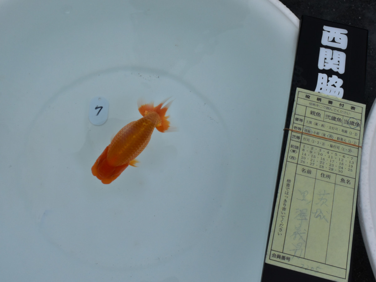 ◇茨城K氏◇【東部本部大会入賞魚 西関脇】 当歳魚 14cm オス O・F