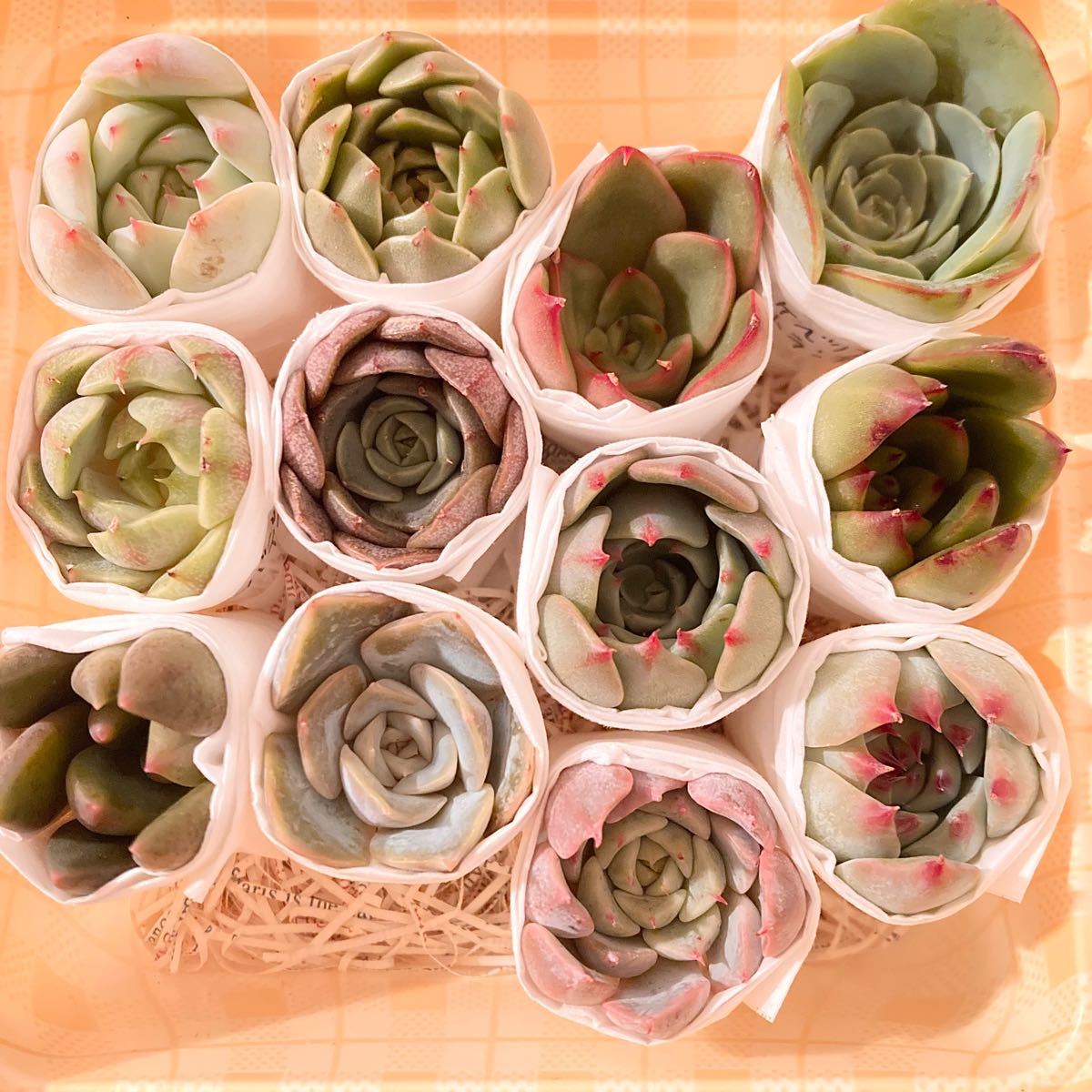 PayPayフリマ|多肉植物 韓国苗 カット苗 寄せ植え セット 詰め合わせ エケベリア 12個 PayPayフリマ|多肉植物 韓国苗 カット苗 寄せ植え セット 詰め合わせ エケベリア 12個