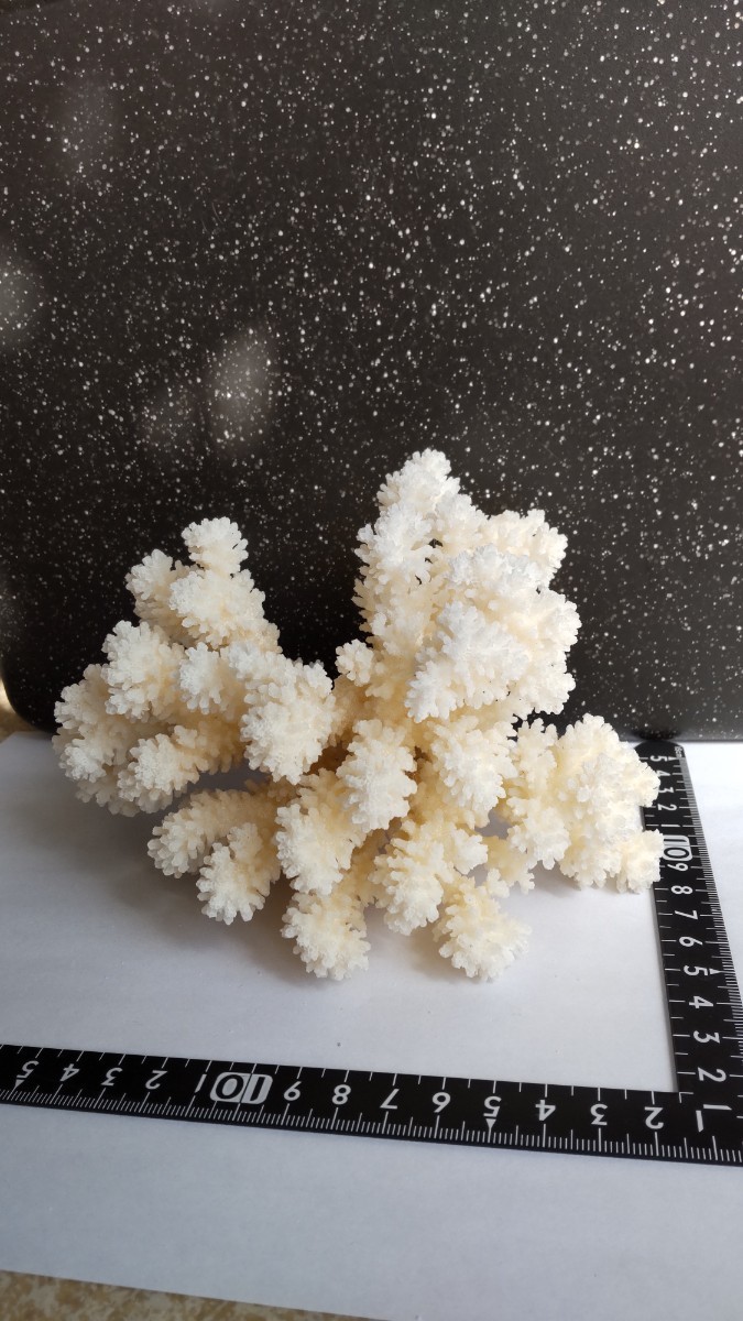 梱包済み 白珊瑚 置物 アクアリウム