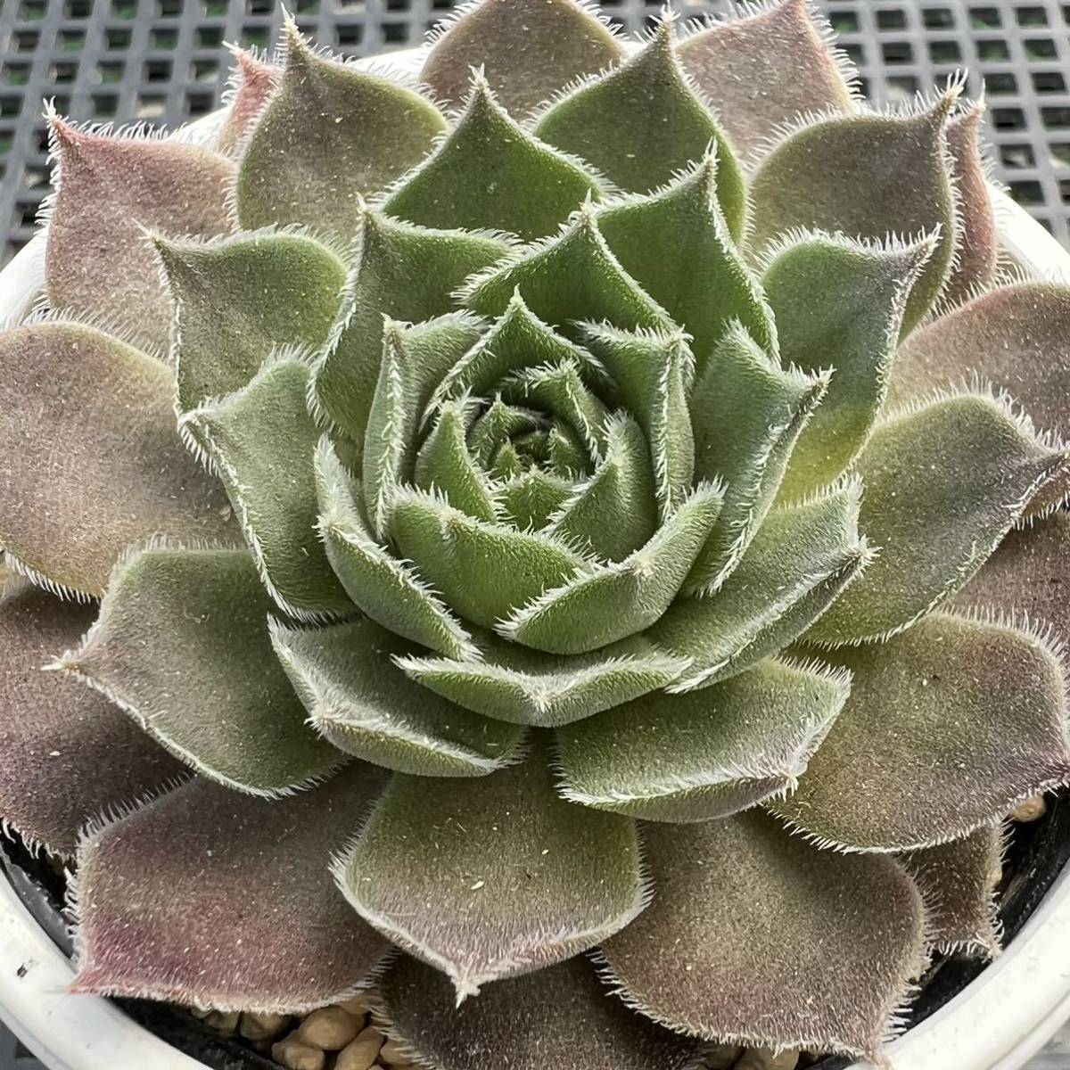 ヤフオク! - ☆多肉植物☆センペルビウム☆パッカーディアン☆鉢6.5セン...
