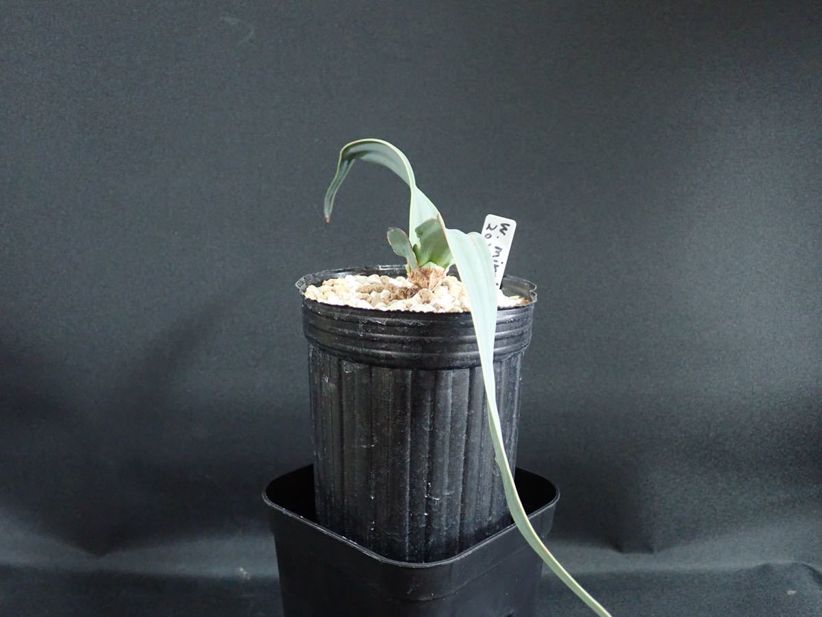 奇想天外 ウェルウィッチア ミラビリス Welwitschia mirabilis 2021/10 