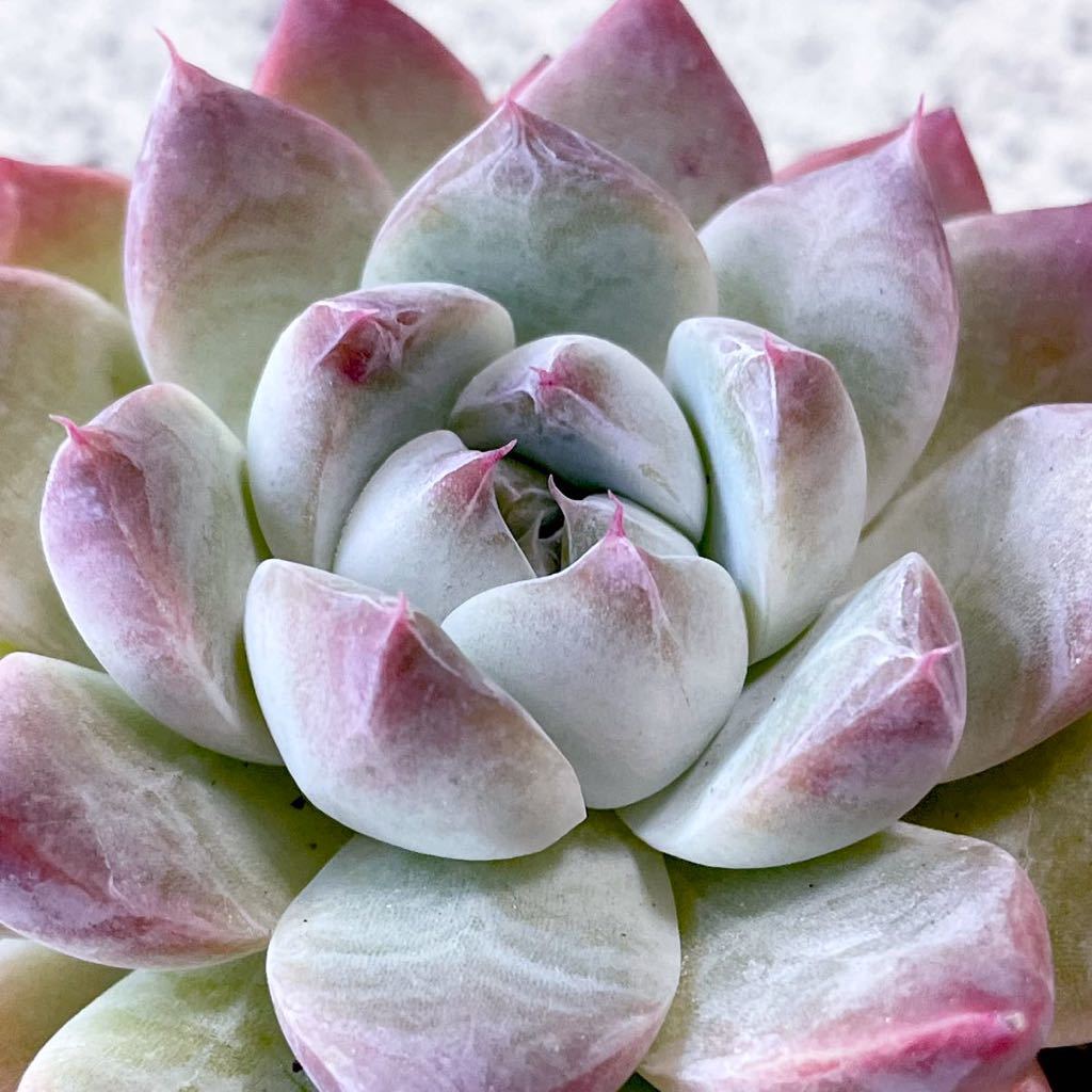 Yahoo!オークション - 多肉植物 エケベリア 交配苗 アルビカンス Yahoo!オークション - 多肉植物 エケベリア 交配苗 アルビカンス