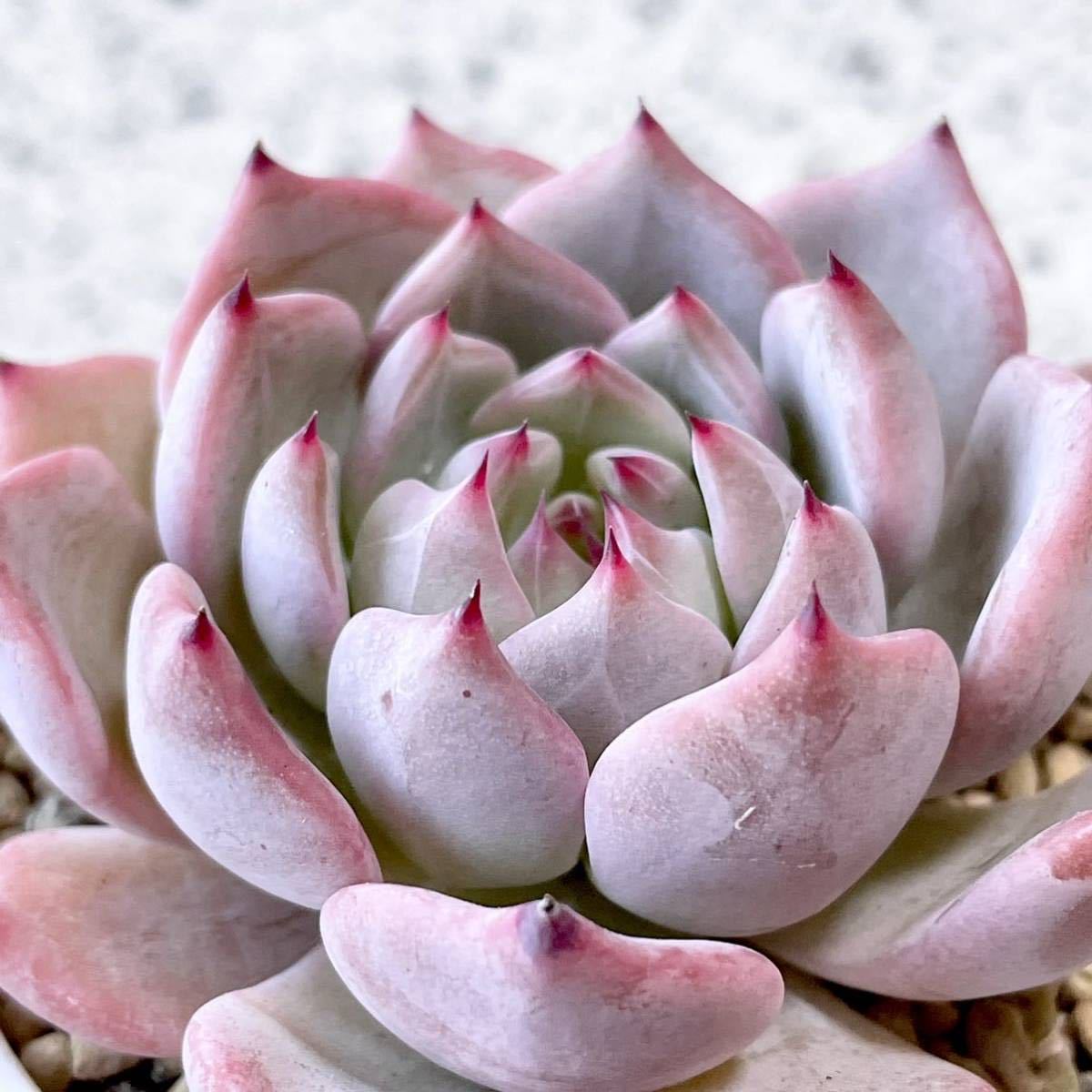 Yahoo!オークション - 多肉植物 青札 おらいさん苗 ラウリンゼx Yahoo!オークション - 多肉植物 青札 おらいさん苗 ラウリンゼx