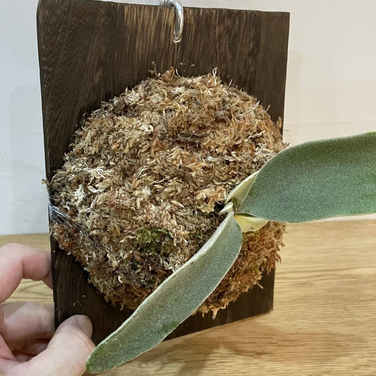 最も完璧な最も完璧なP Veitchii Lemoinei High Shield 植物 | blog