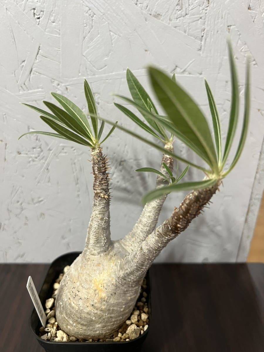 パキポディウム グラキリス 塊根植物 コーデックス 現地球 発根済み パキポディウム グラキリス 塊根植物 コーデックス 現地球 発根済み