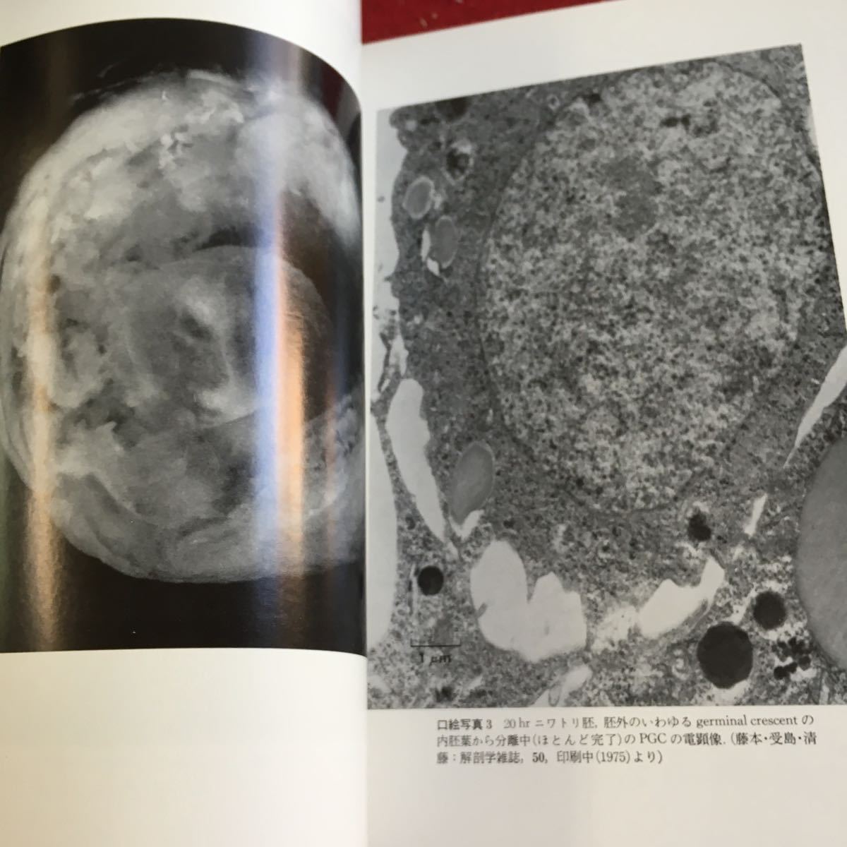 Z11-051 岩波講座 現代生物科学 3 発生 物質代謝とその調節I 飯島宗一 江橋節郎 太田行人 岡田節人 小関治男 など 著 1975年発行_画像3