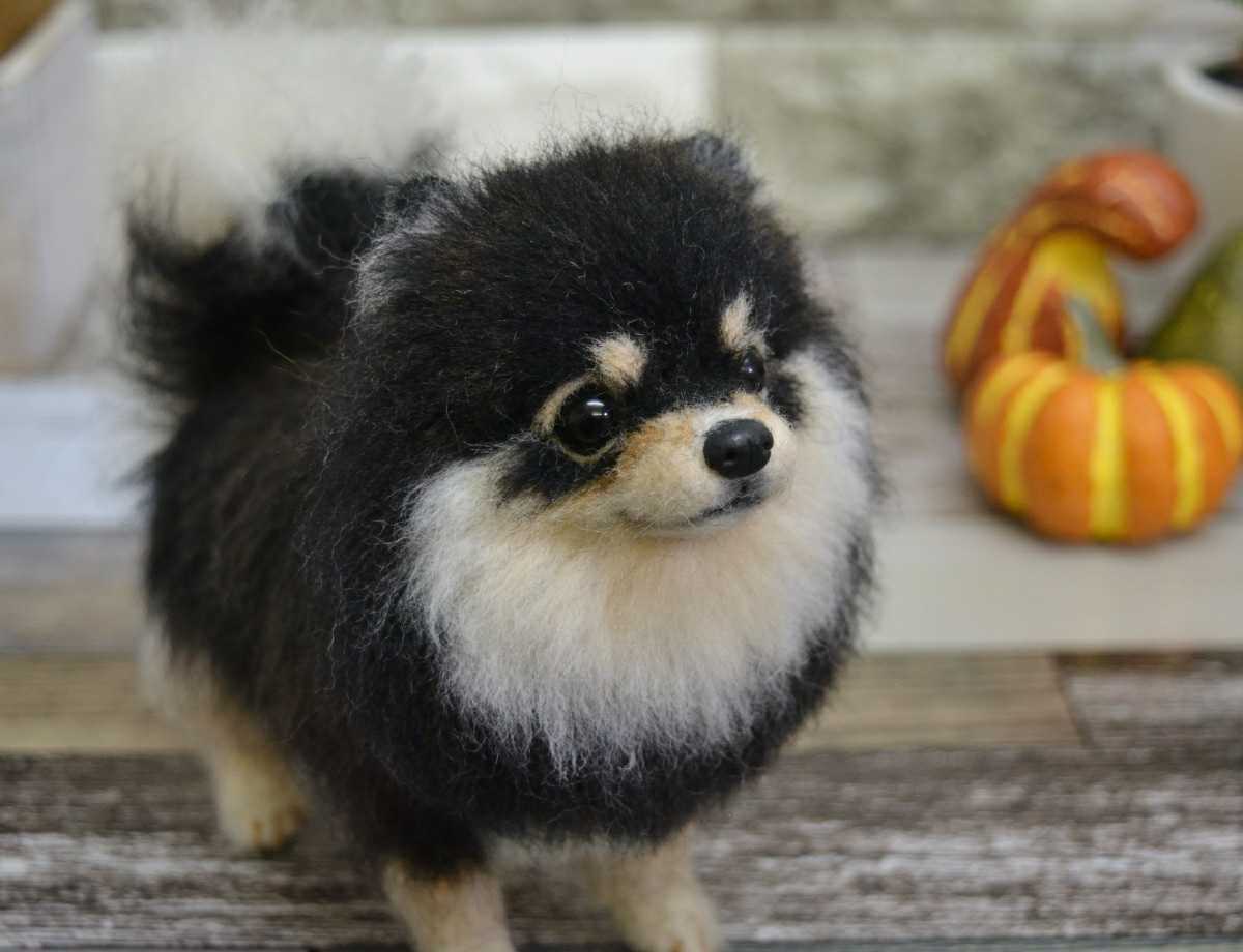 Ne Ne 羊毛フェルト 犬 ポメラニアン ブラックタン ハンドメイド 羊毛フェルト 売買されたオークション情報 Yahooの商品情報をアーカイブ公開 オークファン Aucfan Com Ne Ne 羊毛フェルト 犬 ポメラニアン ブラックタン ハンドメイド 羊毛フェルト 売買されたオークション情報 Yahooの商品情報をアーカイブ公開 オークファン Aucfan Com