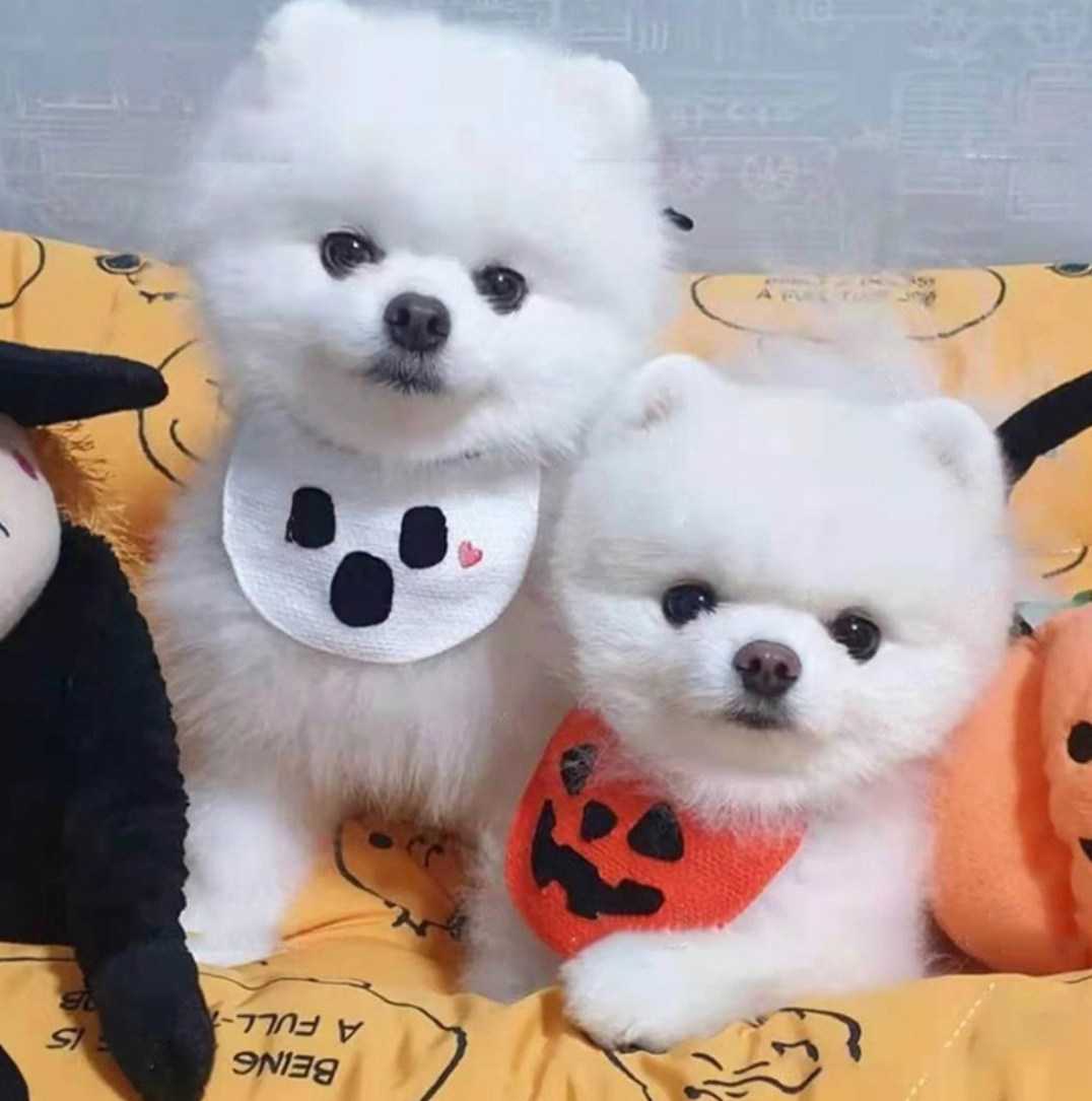 ヤフオク ペットスタイ ハロウィン おばけ ビブ 犬用 猫用