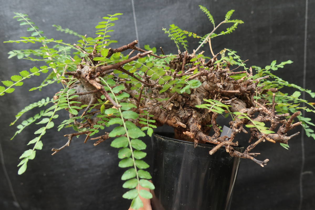 ◎_◎;)☆Boswellia neglecta☆ボスウェリア・ネグレクタ ◎_◎;)☆Boswellia neglecta☆ボスウェリア・ネグレクタ