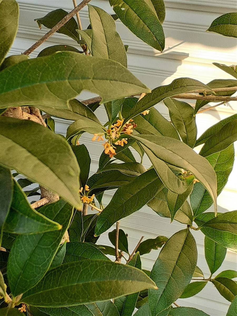 *! osmanthus autumn full . -, very .. fragrance ~ autumn .... from blooming. height is approximately 150 centimeter about already immediately blooming reality goods *!
