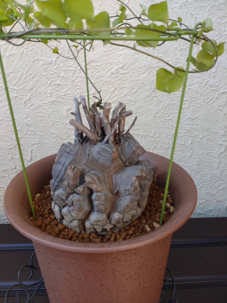 新色追加! 植物/観葉植物 亀甲竜(特大株)【wymさん専用②】 新品