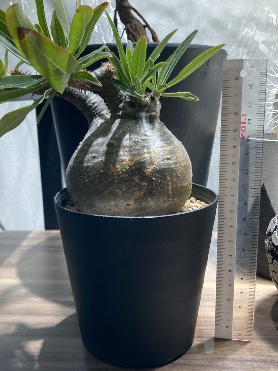 コレクション株 グラキリス 現地球 パキポディウム 多肉植物 塊根植物