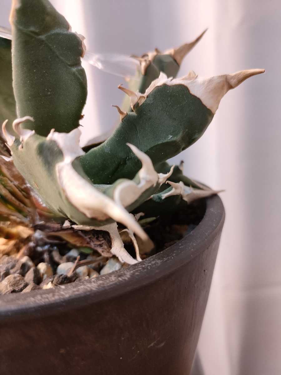 hiiro】アガベ 白火焔 鋭歯系 子株 agave titanota white fire B-type