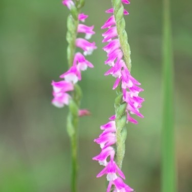 山野草　ネジバナ　1苗