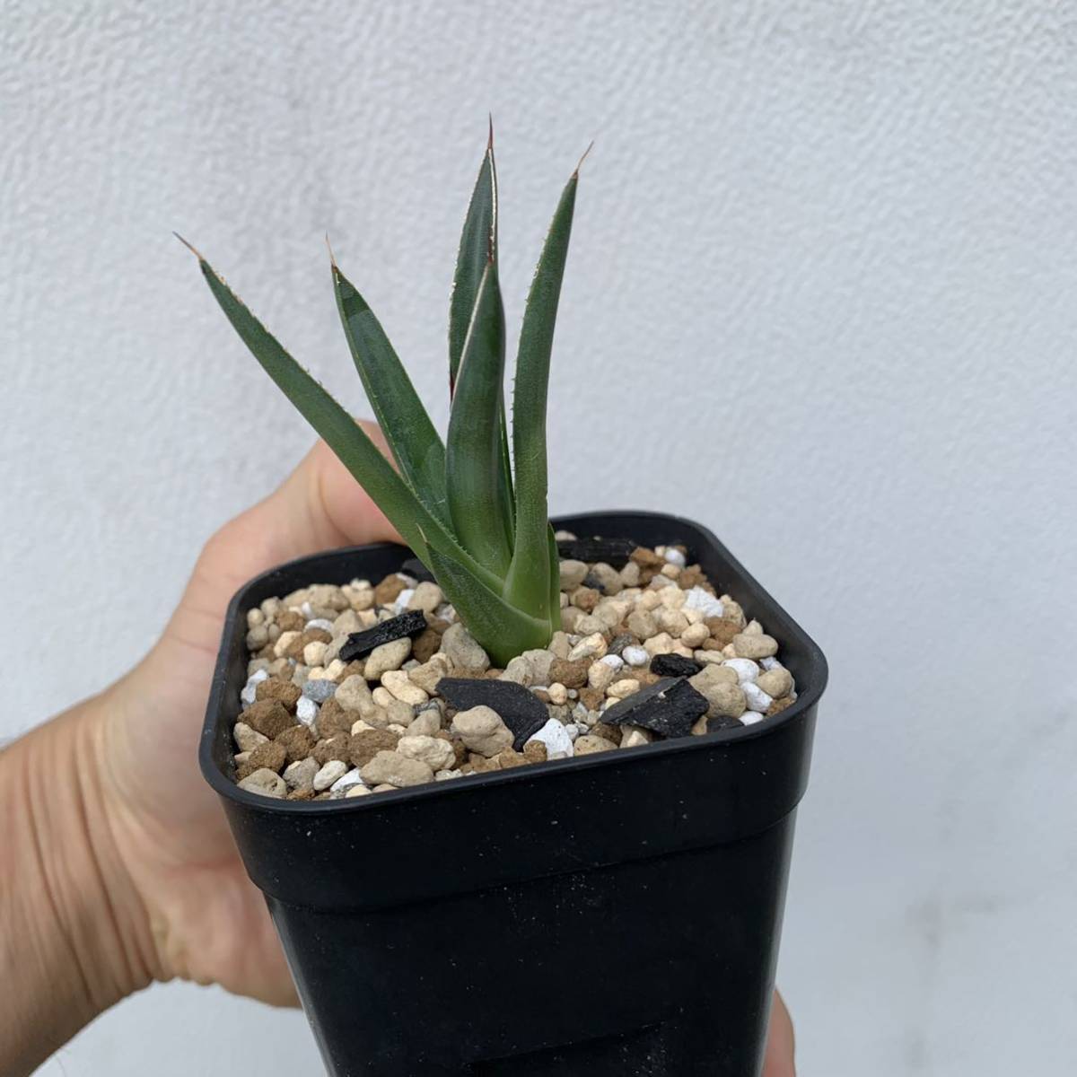 agave hyb formosa アガベ ハイブリッド 雪嶺 笹の雪系の交配種 （多肉