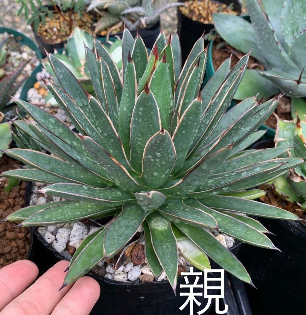 agave hyb formosa アガベ ハイブリッド 雪嶺 笹の雪系の交配種 （多肉