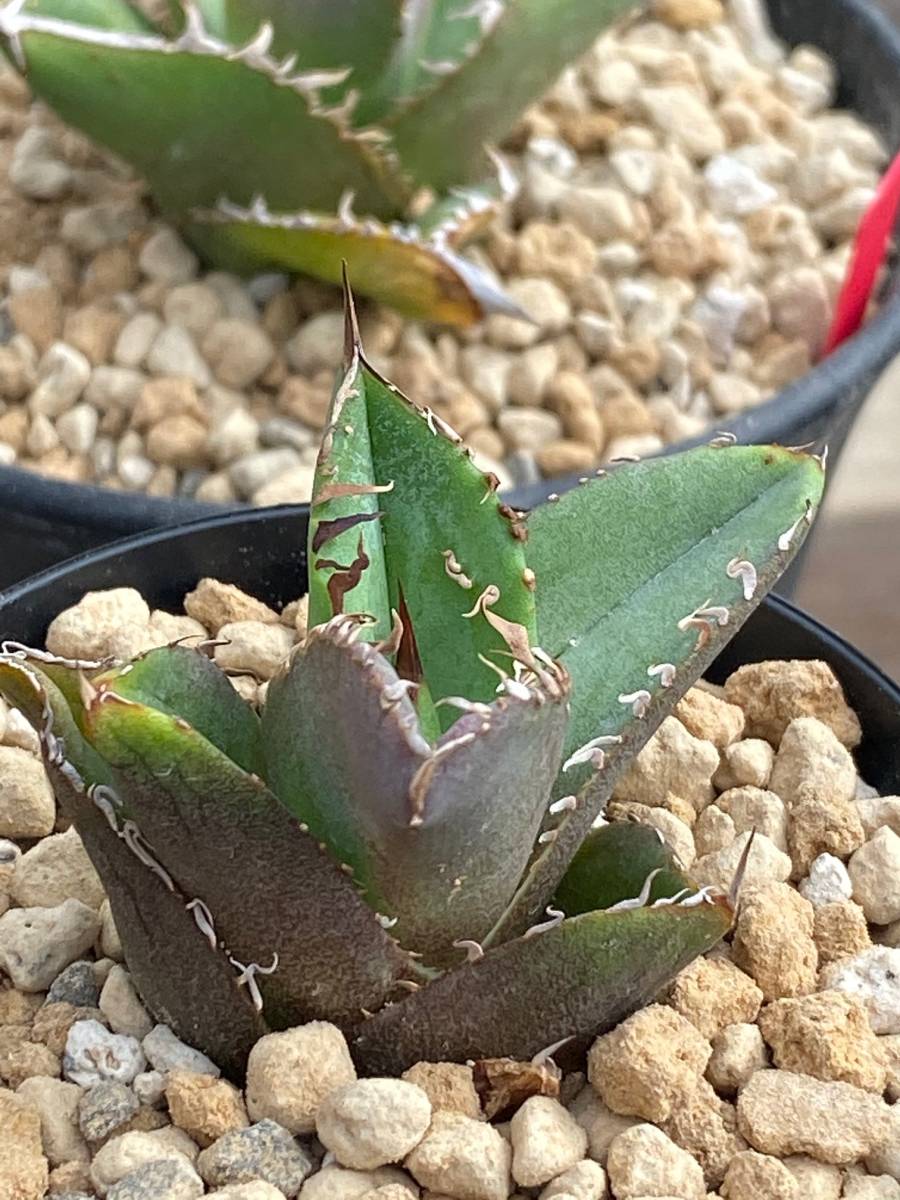 発根済】アガベ チタノタ ダブルスタッズ ブツブツ 植物/観葉植物