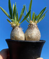 パキポディウム グラキリス 種子100粒 Pachypodium rosulatum var