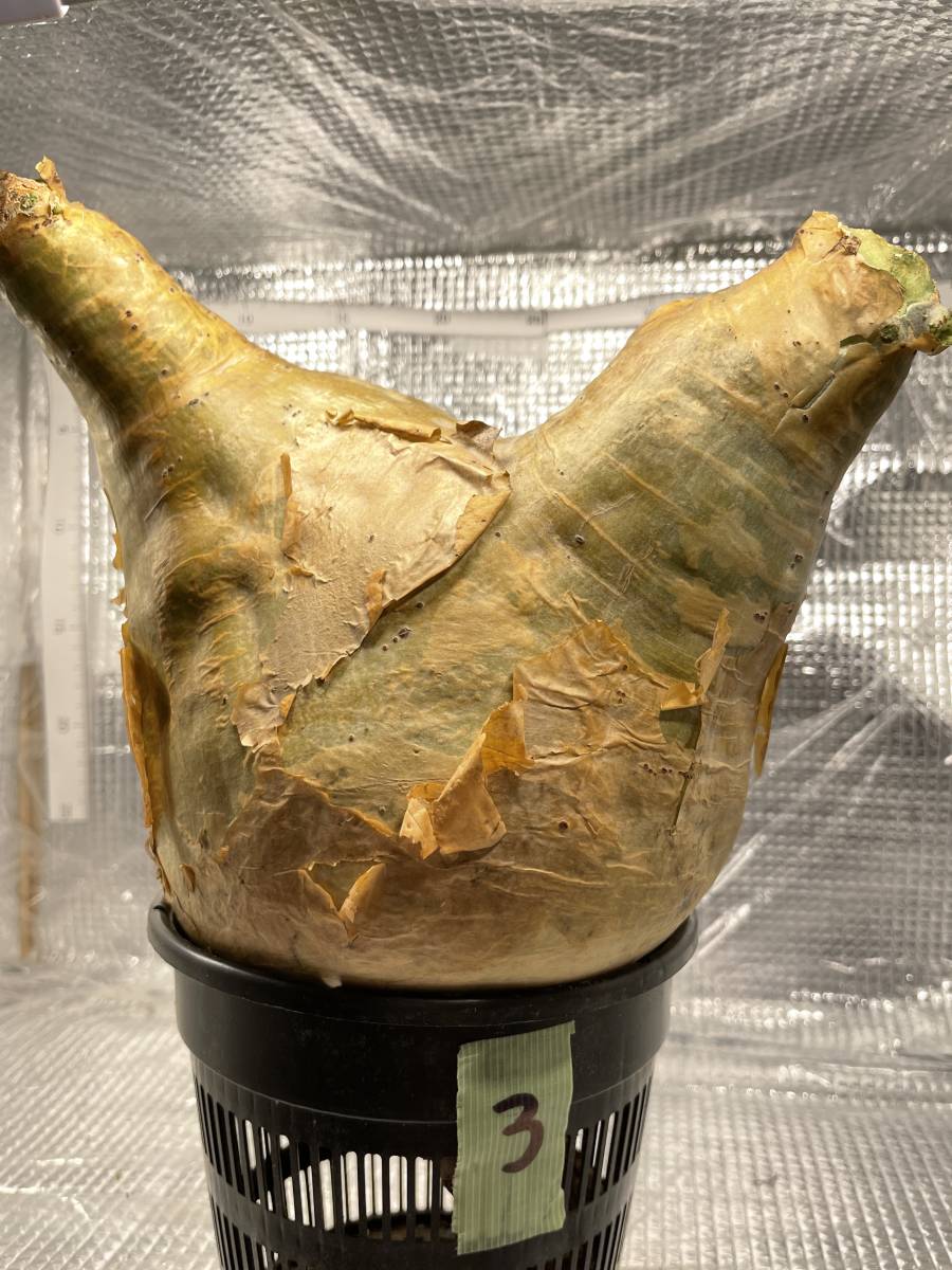 3 Cyphostemma uter var. macropus キフォステンマ ウター マクロプス