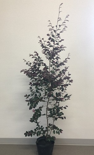 トキワマンサク（赤葉赤花） 樹高0.8m前後 15cmポット （15本セット