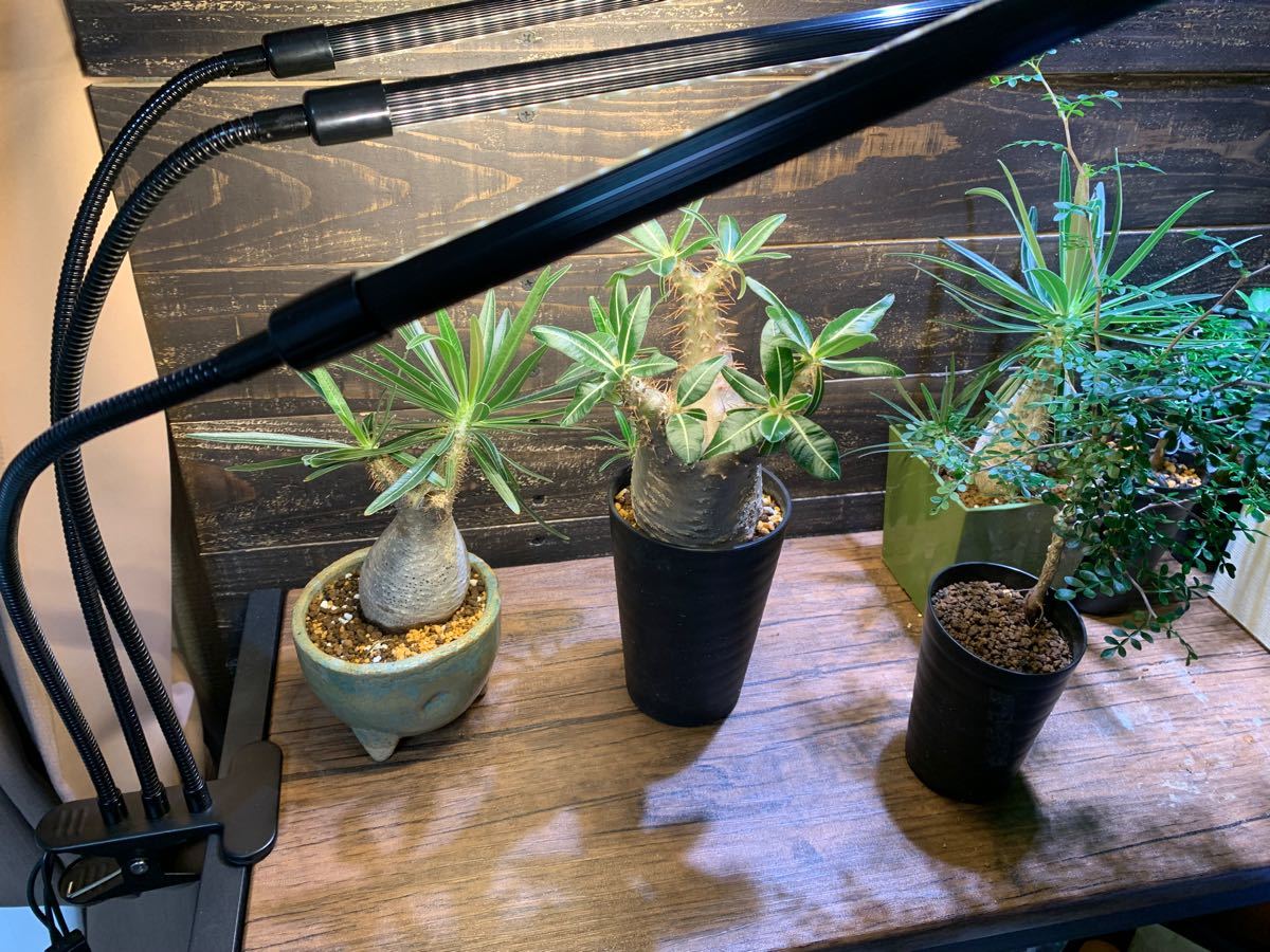 年末セール 植物育成LEDライト3連クリップ付 観葉植物 年末セール 植物育成LEDライト3連クリップ付 観葉植物