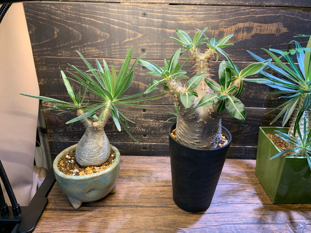 年末セール 植物育成LEDライト3連クリップ付 観葉植物 年末セール 植物育成LEDライト3連クリップ付 観葉植物