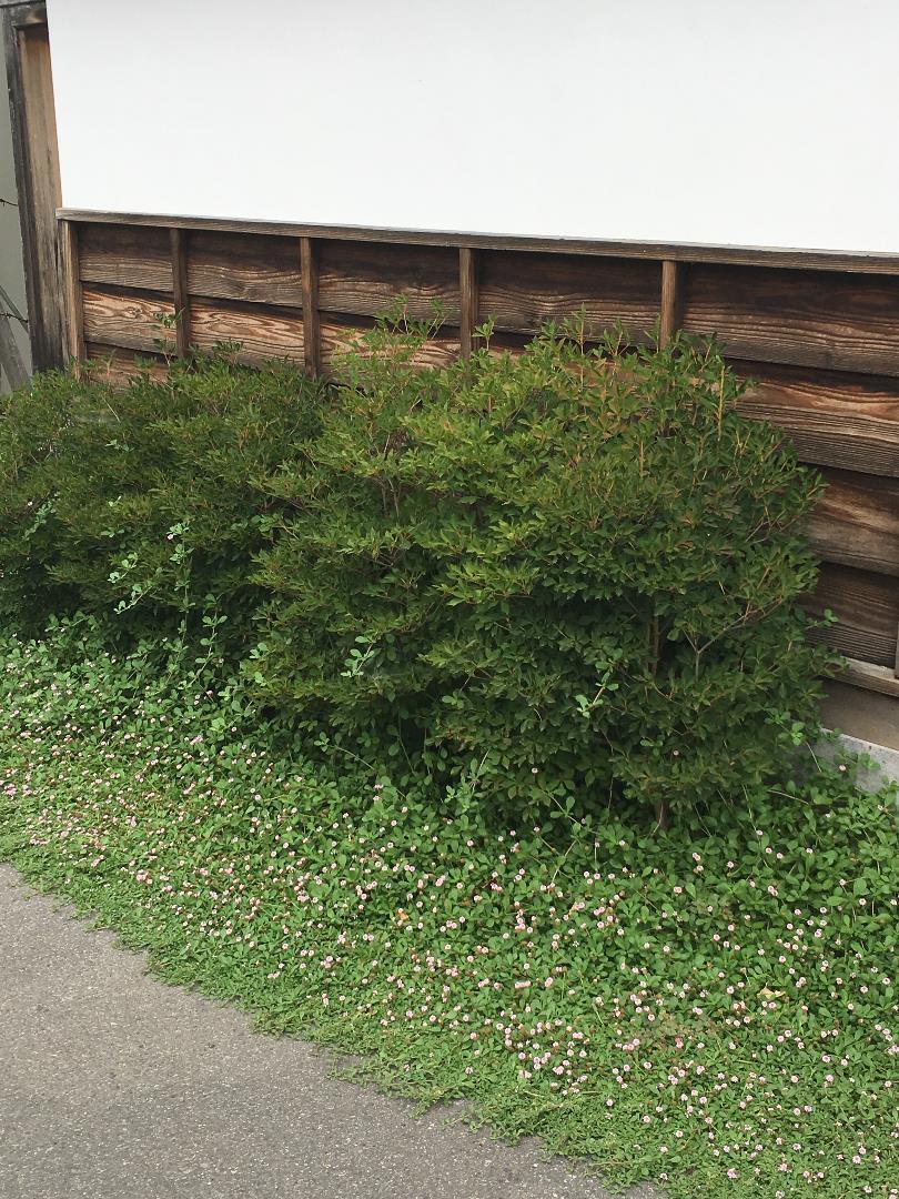 メール便不可】 ヒメイワダレソウ 白色 140鉢 7.5cmポット 植物/観葉