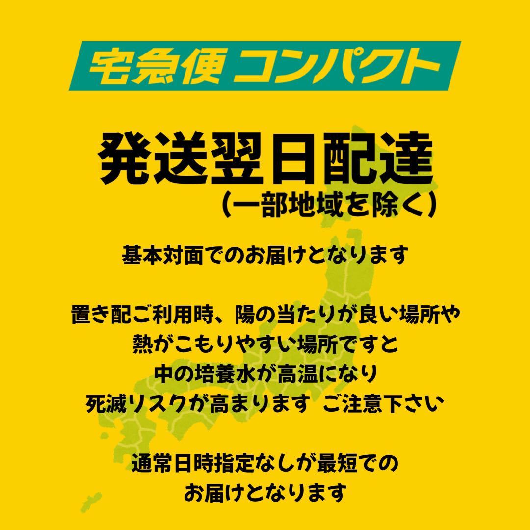 タマミジンコ 5g 送料無料 即日発送 金魚 メダカ 熱帯魚 爬虫類や両生類にオススメ 活き餌 生き餌_画像4