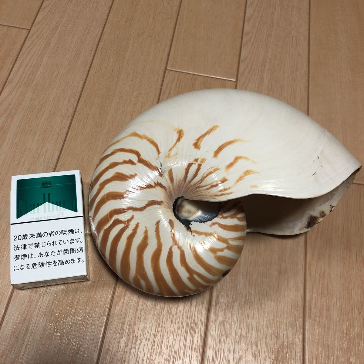 おすすめ! オウムガイ 標本 オックスフォードブルー 貝殻 貝殻
