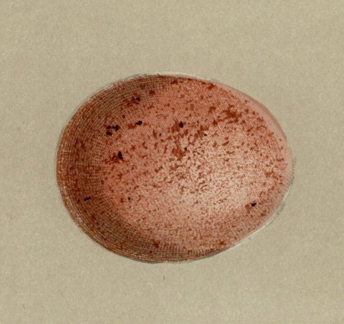 1896年 Morris 英国の鳥類 木版画 ハヤブサ科 ハヤブサ属 ヒメチョウゲンボウ Lesser Kestrel 卵 博物画の画像2