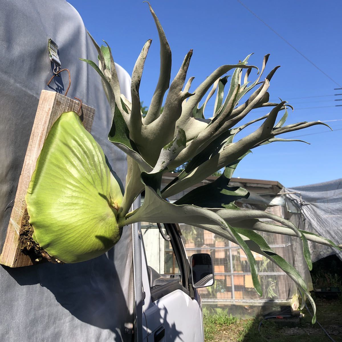 P. alcicorne cv. Gorgon ビカクシダ Yahoo!オークション - P.alcicorne cv.Gorgon