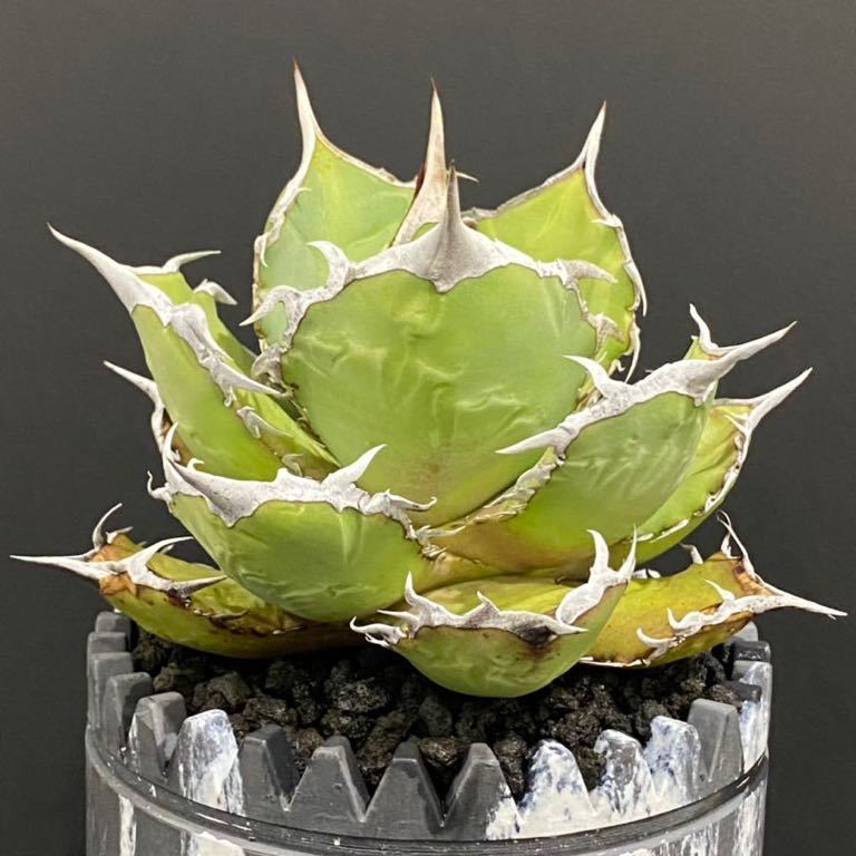 Agave titanota Indonesia株 アガベチタノタインドネシア株 ust.md