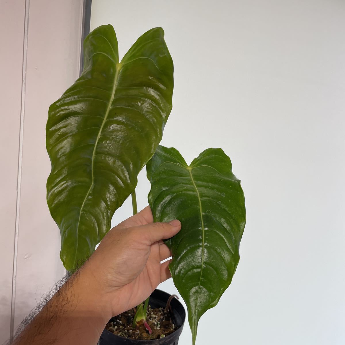UJ アンスリウム ベイチー Anthurium veitchii | www.faqui.edu.br