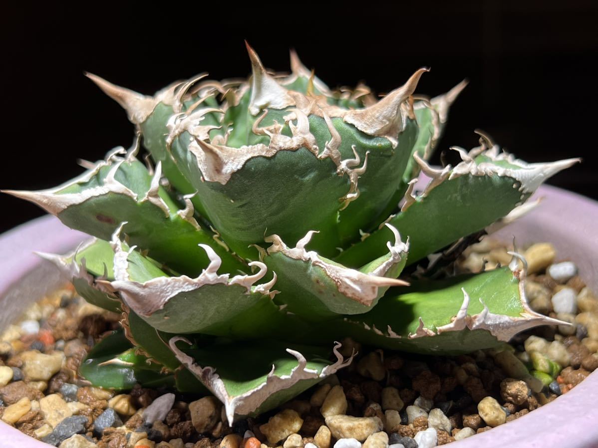 アガベ チタノタ 清櫻 (Agave Titanota Seo)-