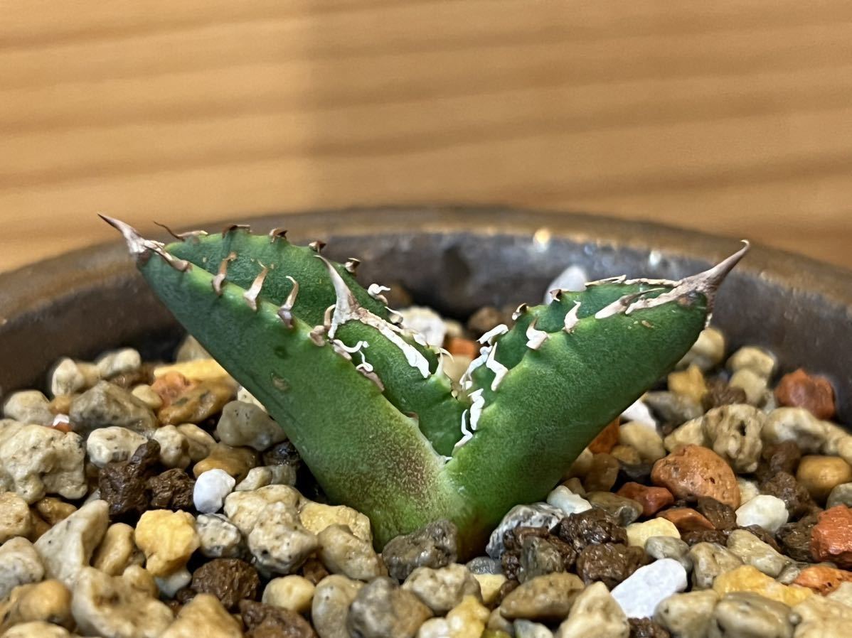 アガベチタノタ清桜 子株 Agave titanota seo 清櫻( 検索 皇冠 包心龍
